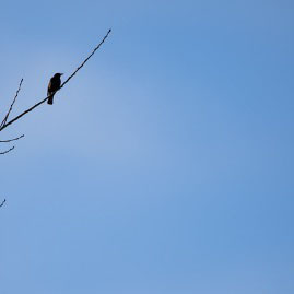 bird sitting on dead tree