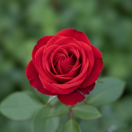rose in a tree