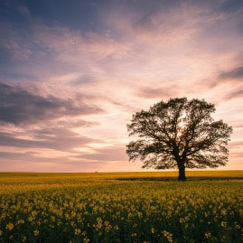 tree in the field